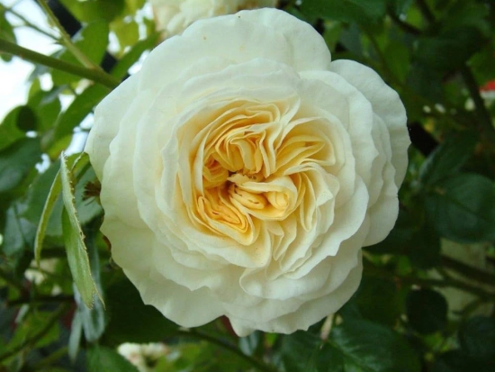 Climbing Rose Flower Plants (White)