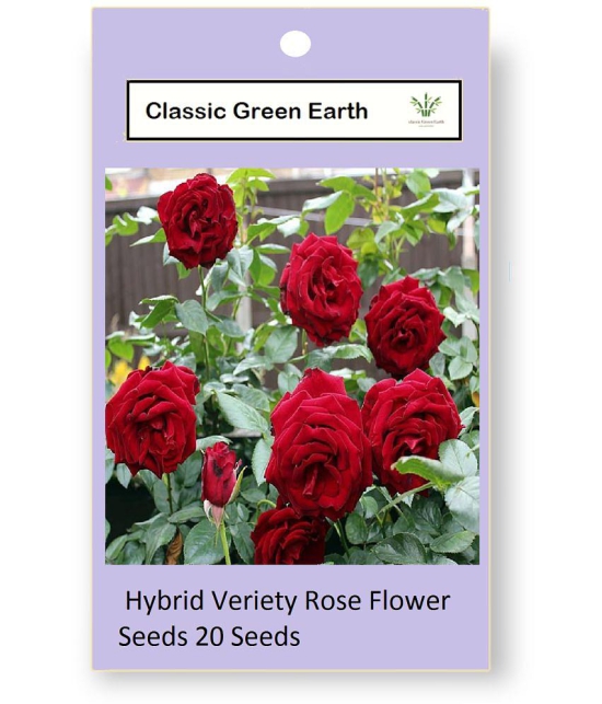 CLASSIC GREEN EARTH - Tube Rose Flower ( 25 Seeds )