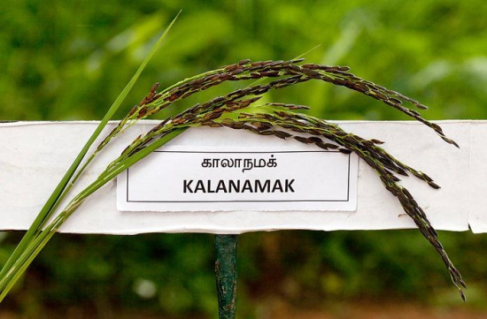 Kalanamak (Raw Rice) - 500 Gms