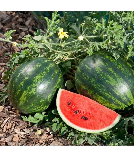 CLASSIC GREEN EARTH - Watermelon Fruit ( 15 Seeds )