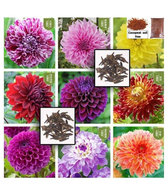 Dalhia Seed / Dahlia Hybrids Mixed Color - Dahlia Flower - 30 Seeds + cocopeat soil free