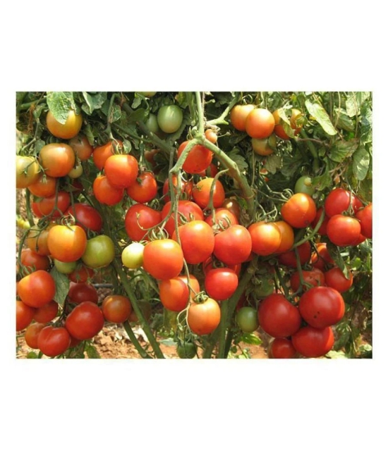 F1 HYBRID INDIAN TOMATO 100 SEEDS