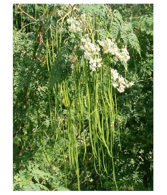 Dwarf Hybrid Drumstick Moringa Oleifera Short Dwarf Variety Vegetable Seeds Pack Of 15 Seeds