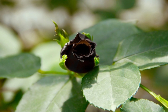 Black Rose Grafting Flower Plant