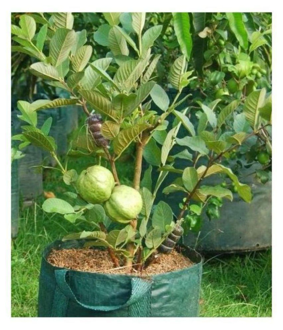 Giant Thailand Guava Seeds - Fruit Plant Seeds - 100 - seed + cocopeat soil