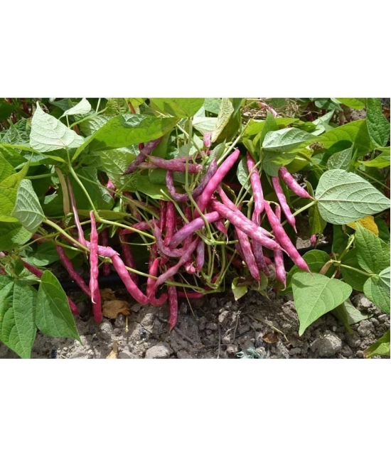 Recron Seeds - Creeper Bean Vegetable ( 15 Seeds )