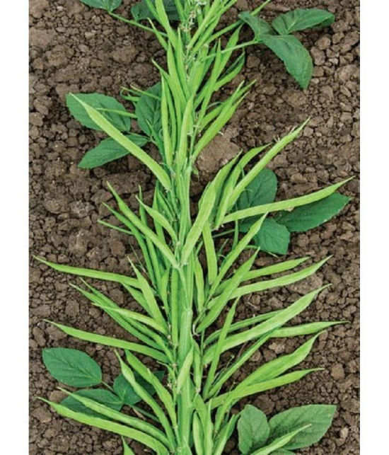 Recron Seeds - Beans Vegetable ( 10 Seeds )