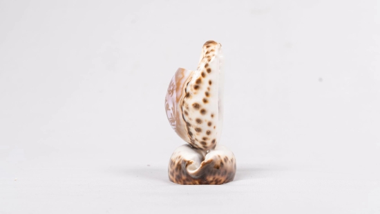 SEA SHELL WITH GOOLUCK CAPTION SMALL