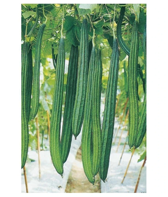 Ridge Gourd Jaipur Long, Turee seeds, Cucurbits Vegetable 20 Seeds