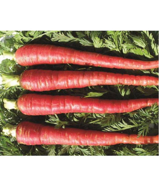 Carrot Seeds, Red Carrot Seeds, Gajar Seeds Pack of 300 Gaajar Seeds