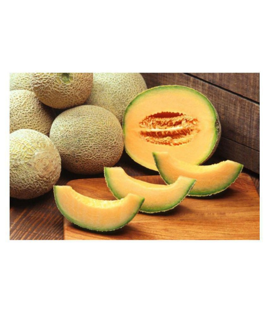 muskmelon plant seeds