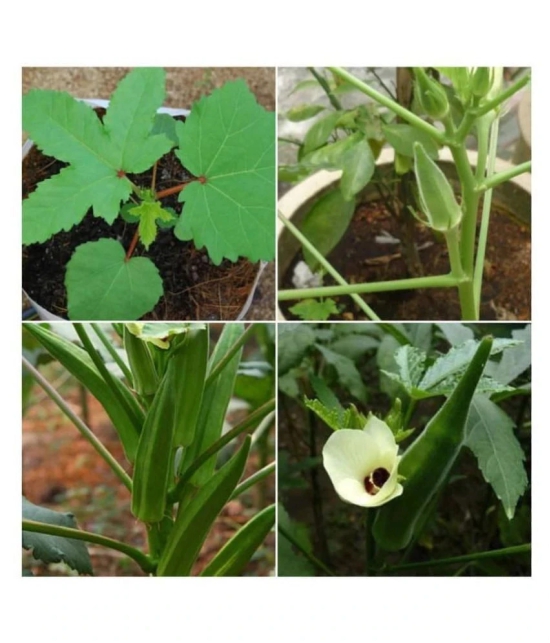 Okra Bhindi Pusa Sawni - Desi Vegetable 50 Seeds