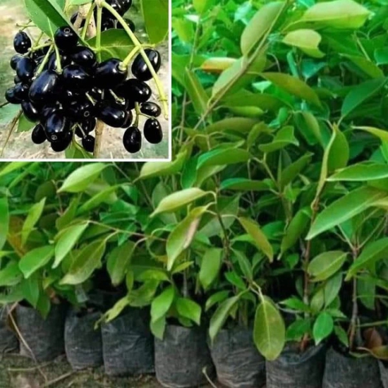 Black Jamun-Grafting  Fruit Plant