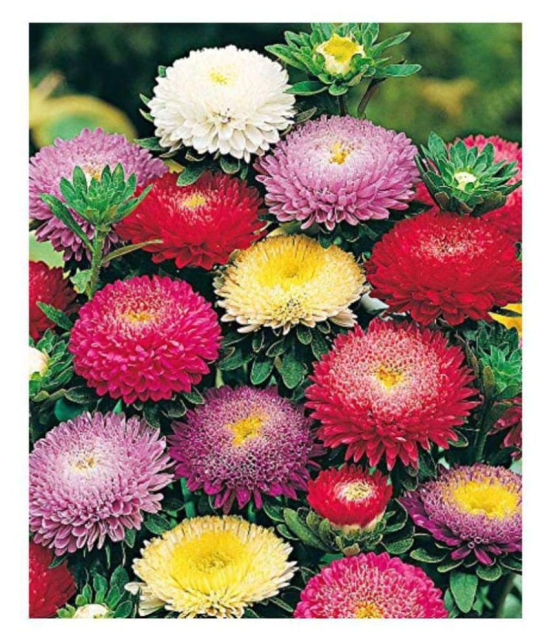 MIX COLOUR ASTER FLOWER 50 SEEDS PACK WITH COCOPEAT AND MANUAL