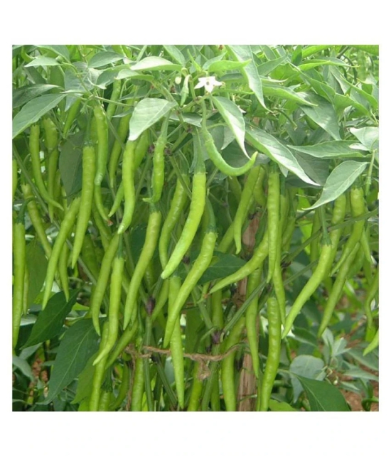 Chilli G 4 Long - Desi Vegetable Seeds 100 Seed