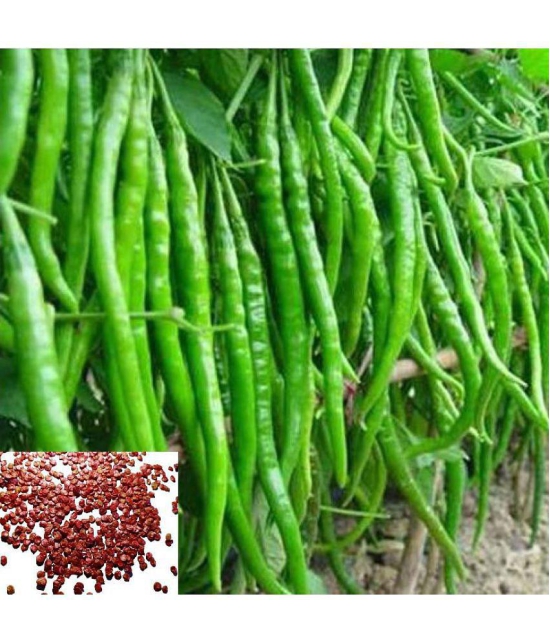 CLASSIC GREEN EARTH - Chilli Vegetable ( 50 Seeds )