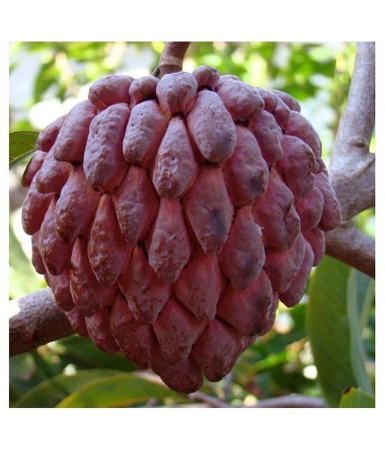 red custard apple seeds 10 fresh seeds