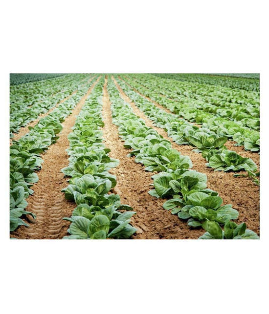 homeagro Cabbage hybrid Vegetable Seeds -  50 Seeds Pack