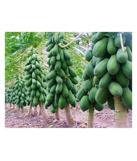 Red Lady Papaya Pack of 40 Seeds + Instruction Manual