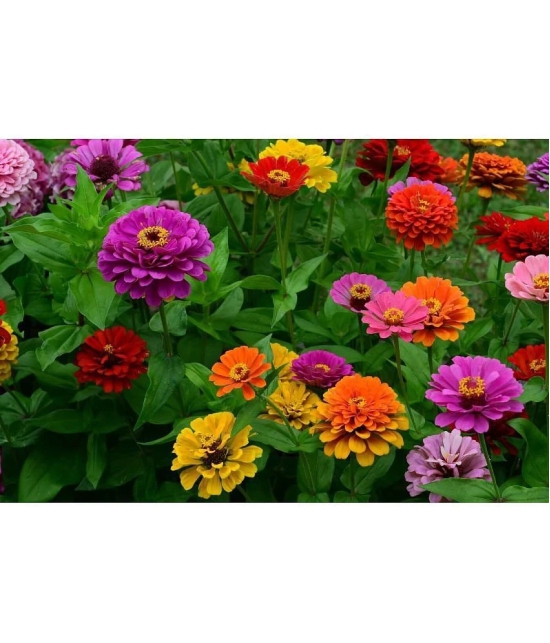 HN organic seed - Zinnia Mixed Flower ( 20 Seeds )