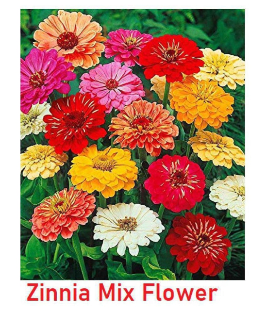 Zinnia Mixed flower seeds Pack of 25 seeds