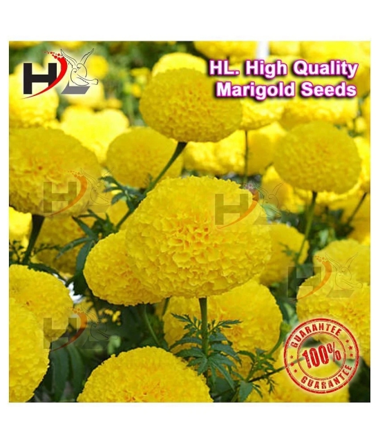 HL. High Quality MIX Marigold Seed 100% working