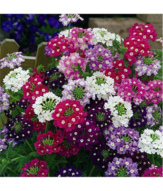 Leafy Tales Verbena- Flower Seeds for Balcony Gardening, 50 seeds