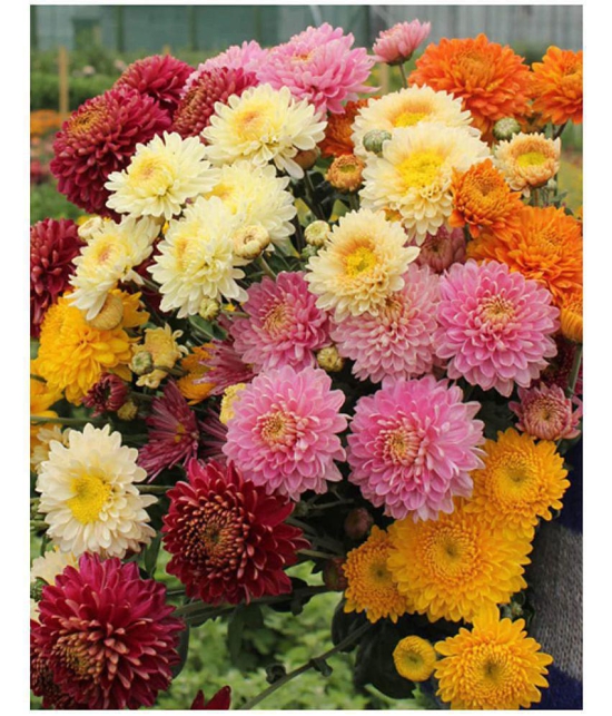 homeagro - Chrysanthemum Flower ( 50 Seeds )