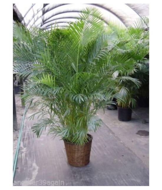 V Square Retail ARECA PALM VERY POPULAR EASY TO GROW A CHARMING Tree Seeds