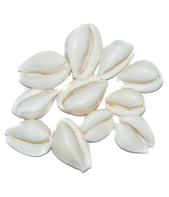 Aksaya Marketing Marble White Kodi Shell - Pack of 11