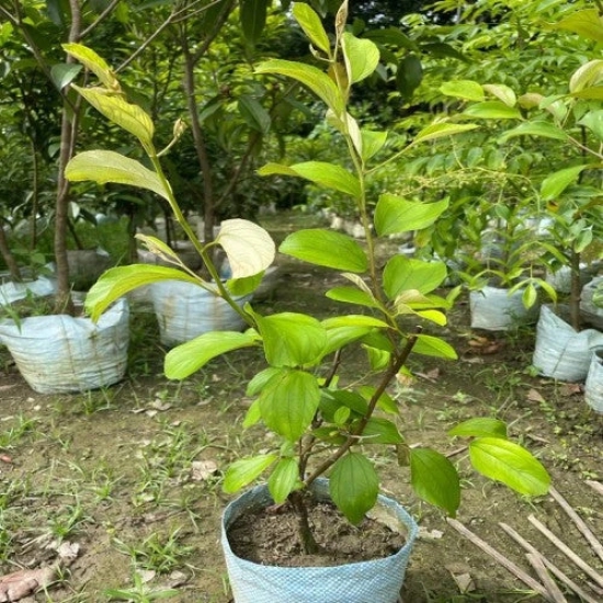 Grafting All Time Red Apple Ber- Fruit Plants