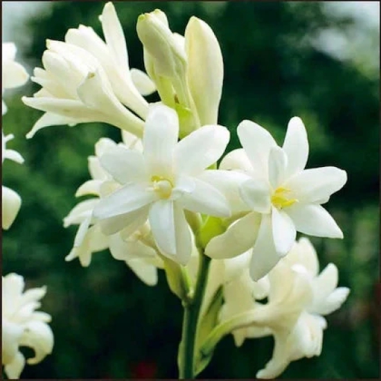 Tuberose/Mexican Tuberose-Seeds- Pack Of 10