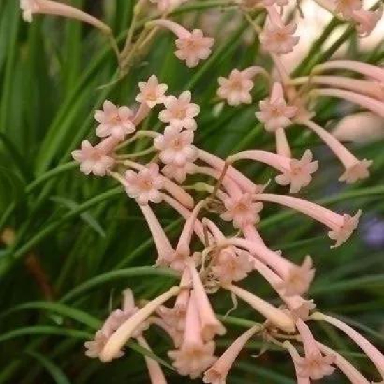 Cyrtanthus mackenii 'Himalayan Pink' (Bulbs)-8