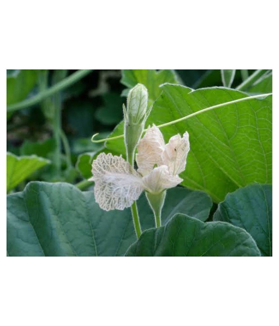 BOTTLE GOURD LONG SEEDS (PACK OF 15 SEEDS X 1 PACKET)