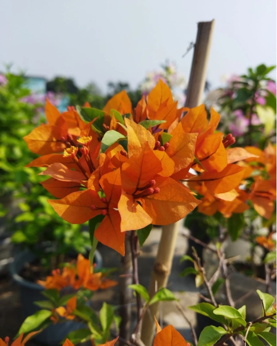 Fire opal bougainvillea flower plant