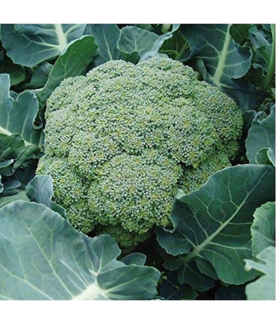 shivam organic seeds - Broccoli Vegetable ( 50 Seeds )