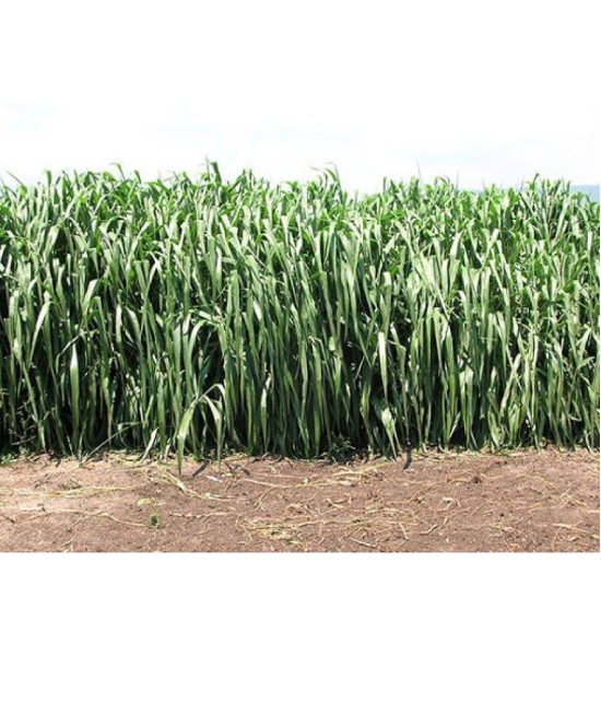 SUPER NAPIER GRASS ( PACK OF 500 SEEDS) WITH MANUAL