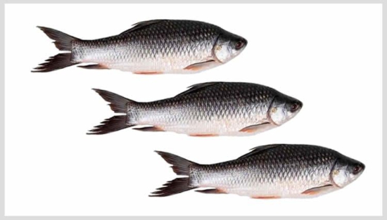 Frozen Rohu Fish