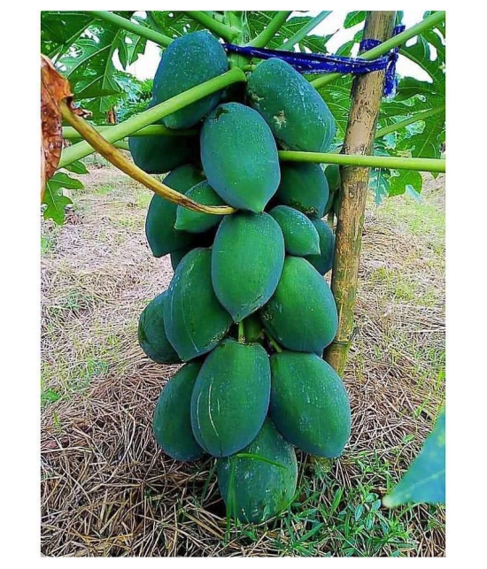 organic Desi Papaya Fruit Seeds 50 Seeds