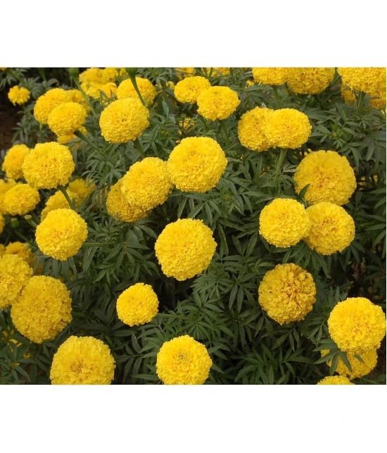 homeagro - Marigold Flower ( 50 Seeds )