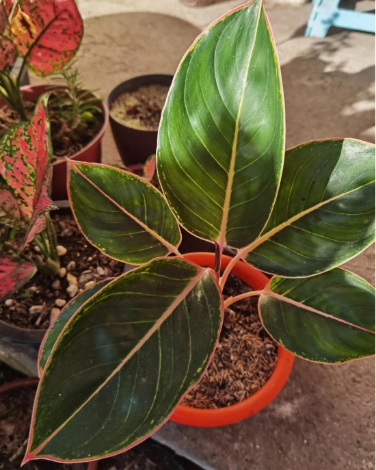 Aglaonema Pink Lipstick