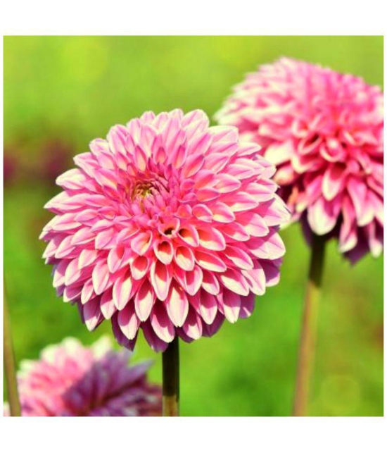 HN organic seed - Dahlia Mixed Flower ( 25 Seeds )