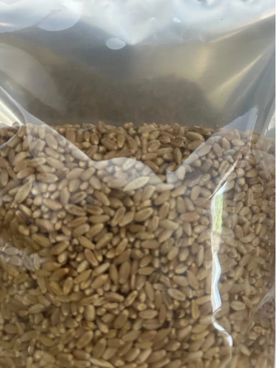 Wheat grains - 1Kg