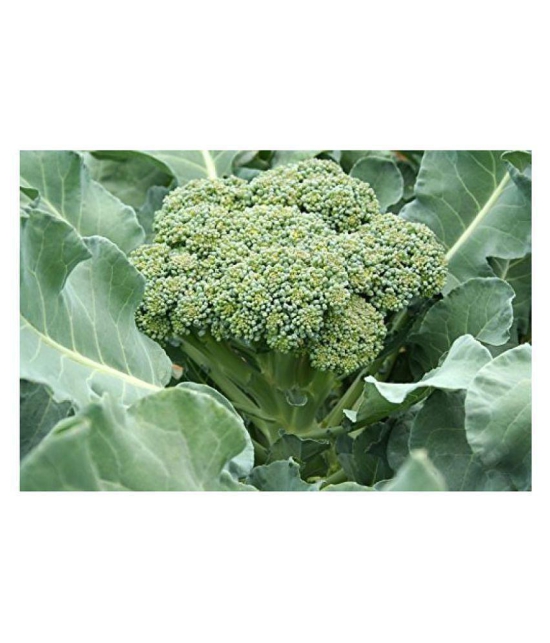 Broccoli Vegetable Seeds (Pack of 40 - seed )