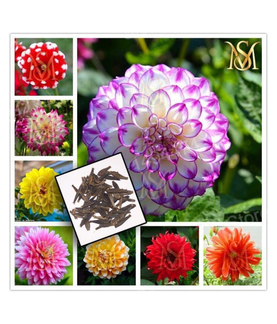 MS Seed's - Flower Seeds ( 20 seeds )