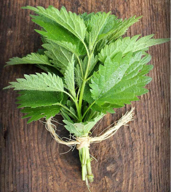 Nettle Leaf Tea (Herbal Tea)