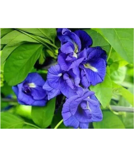 CLASSIC GREEN EARTH - Ipomoea Flower ( 60 Seeds )