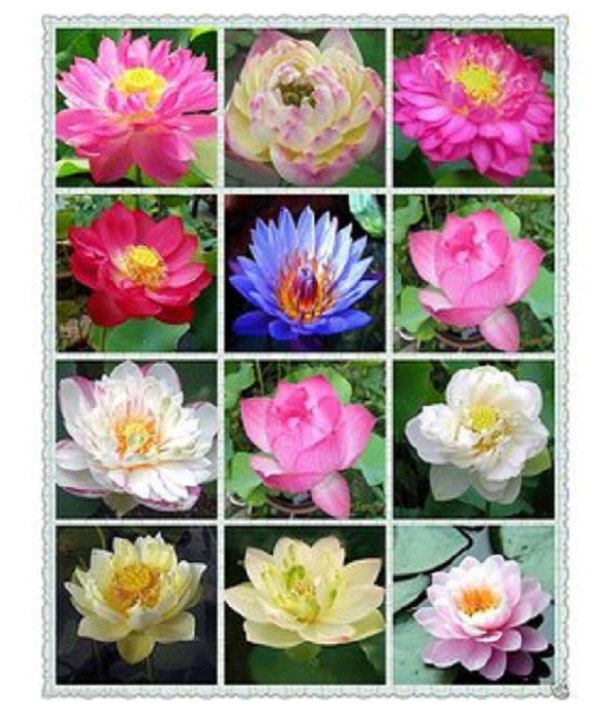 Lotus Seeds Adorable Flower 10 Seeds Fragrant Blooms Hydroponic Water Flower