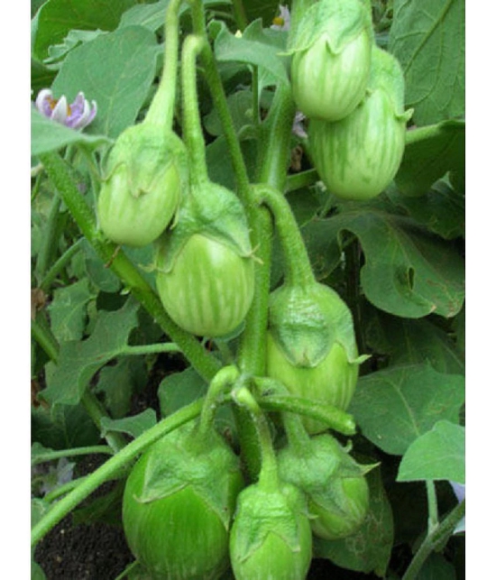 GREEN GOL Brinjal Seeds - Pack of 50 Seeds F-1 Hybrid