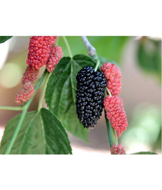 COMBO OF 9 FRUITS 500+ SEEDS